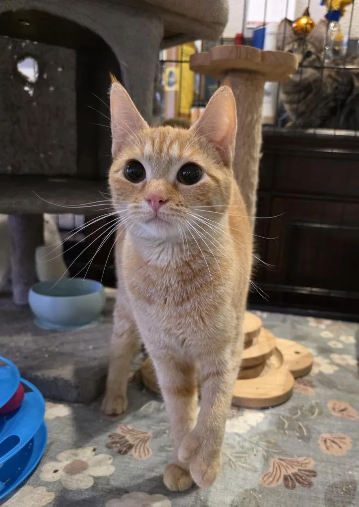 A young medium-sized female Domestic Short Hair cat named Ginger for adoption in Palmer, AK