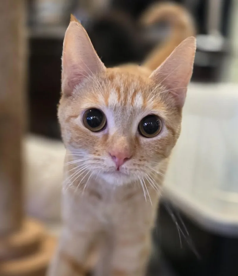 Ginger thumbnail 2