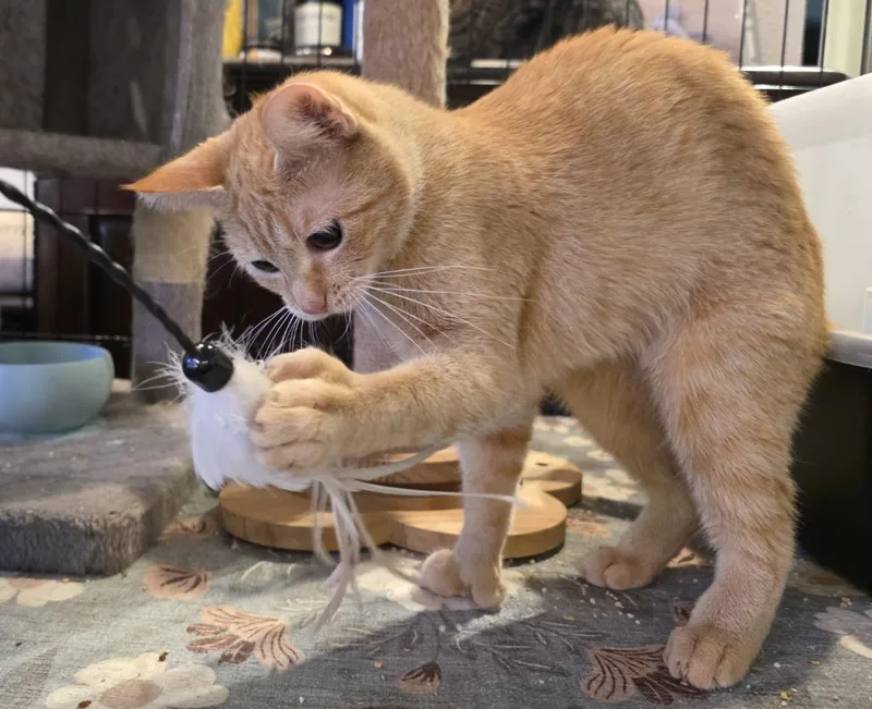 Ginger thumbnail 3