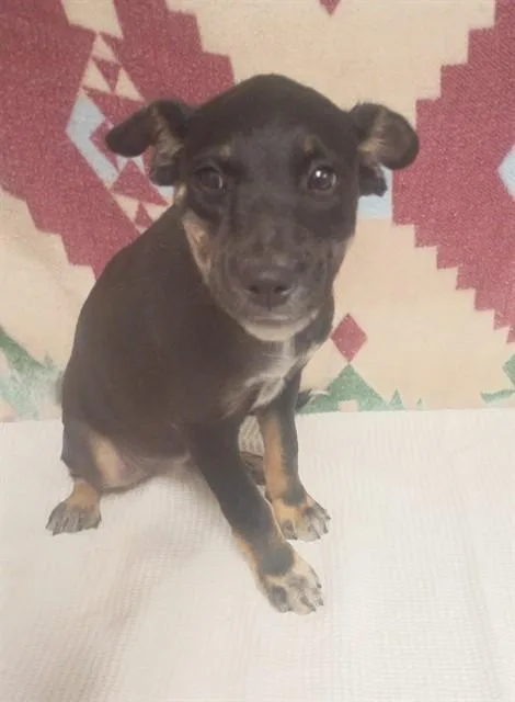 A baby medium-sized female German Shepherd Dog dog named Nikki for adoption in Lancaster, CA