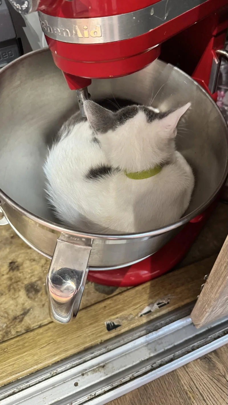 An adult medium-sized female Gray & White Domestic Short Hair cat named Marta for adoption in Wheaton, IL