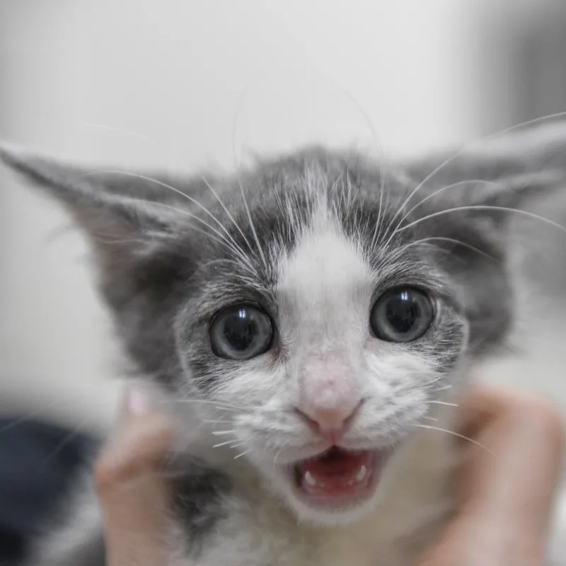 A baby small-sized male White Domestic Short Hair cat named Silverado for adoption in Redwood City, CA