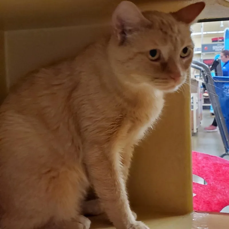 An adult large-sized female Orange / Red Domestic Short Hair cat named Layla for adoption in Hamburg, NY