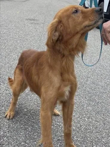 An adult large-sized male Golden Retriever dog named Bucky for adoption in Parrish, FL
