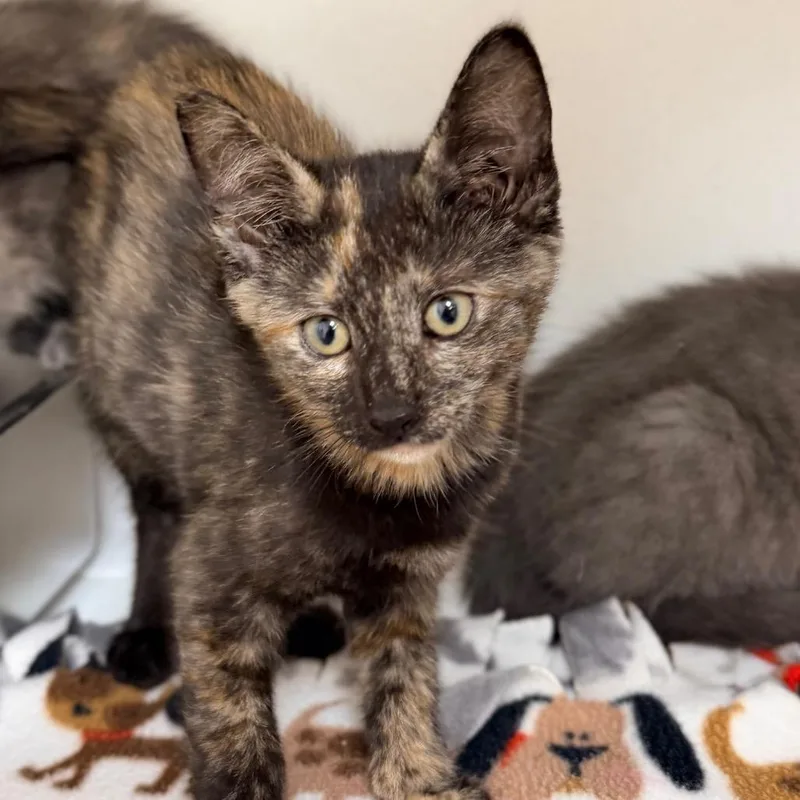A baby small-sized female Black Domestic Short Hair cat named Sauce for adoption in Champaign, IL