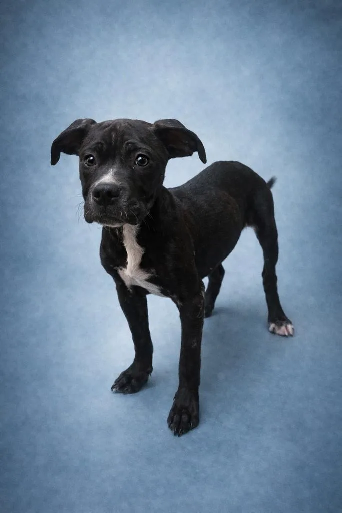 A baby medium-sized male Mixed Breed dog named Aspen for adoption in Florence, SC