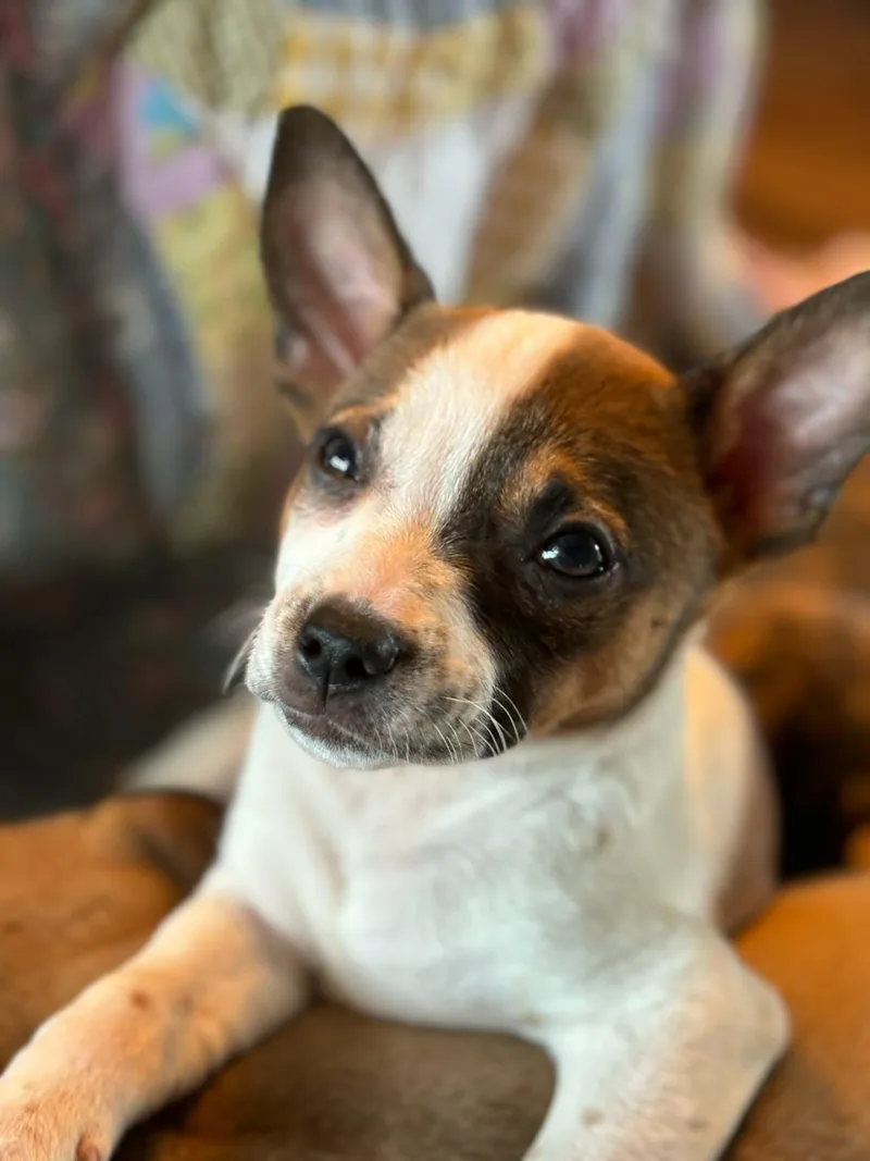 A baby medium-sized female Dachshund dog named Fiona for adoption in Royal Palm Beach, FL