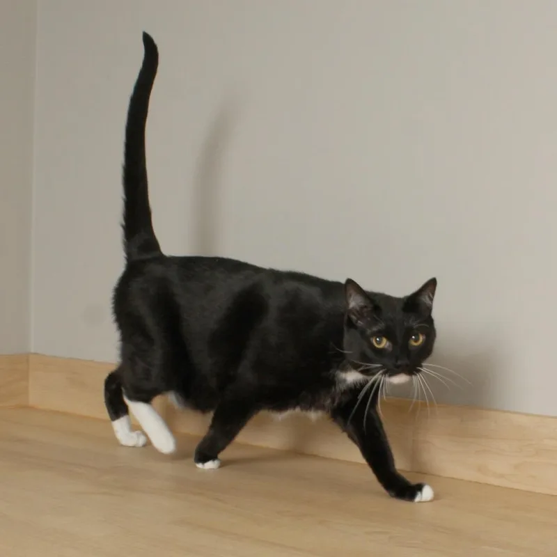 Tux C