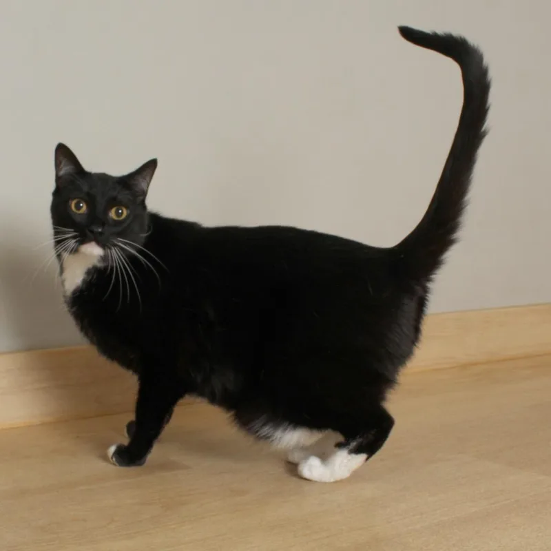 Tux C thumbnail 2