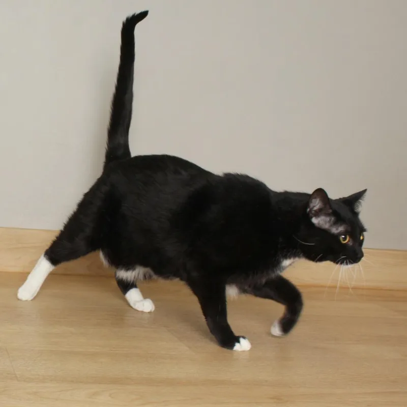 Tux C thumbnail 3