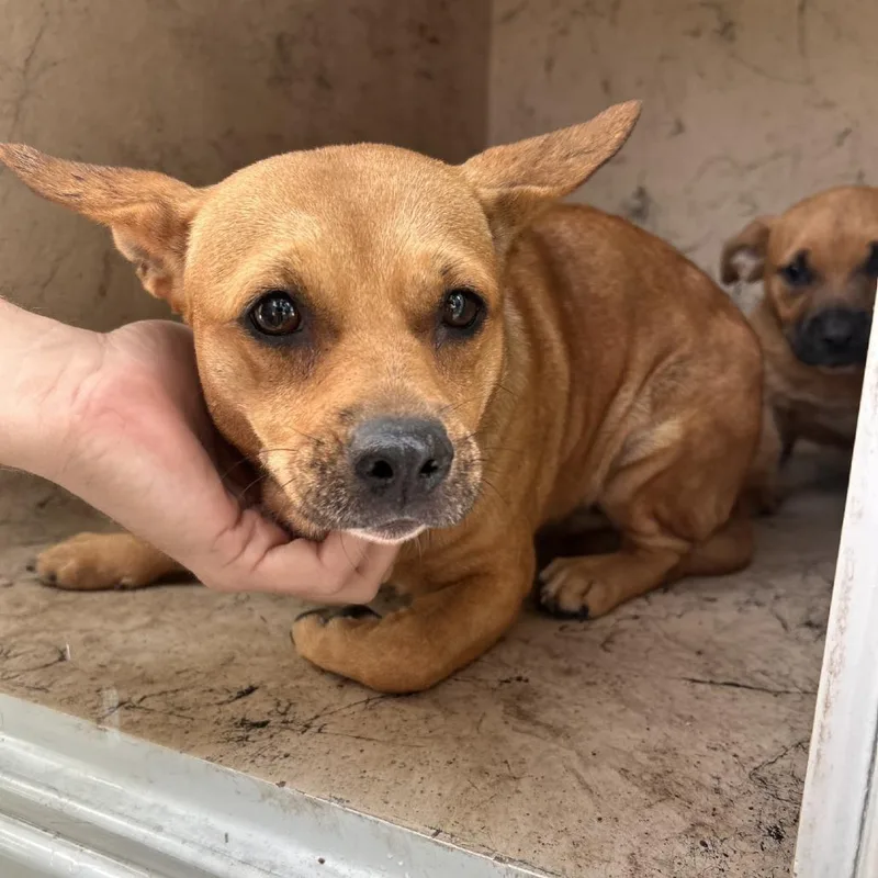 A young small-sized female Brown / Chocolate Cardigan Welsh Corgi dog named Patricia for adoption in West Palm Beach, FL