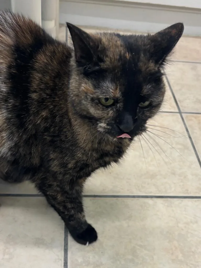 An adult medium-sized female Domestic Medium Hair cat named Autumn for adoption in Fall River, MA