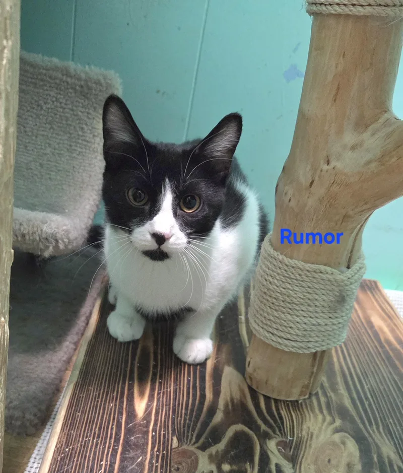 Rumor thumbnail 3