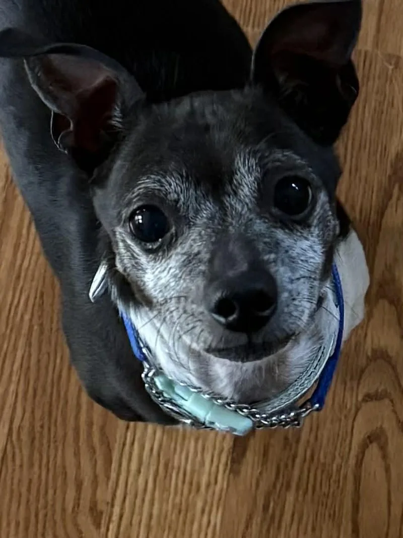 Shorty  Local thumbnail 2