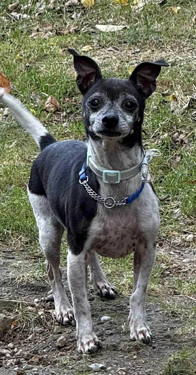 Shorty  Local thumbnail 3