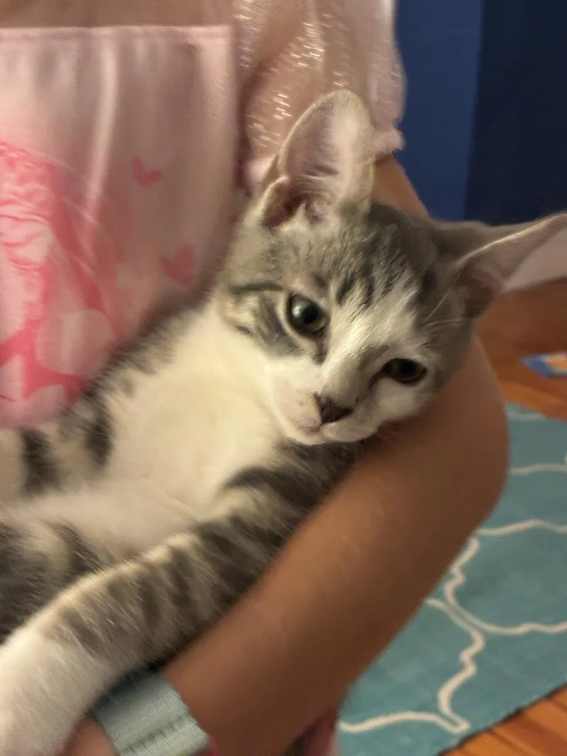 A baby medium-sized male Gray & White Domestic Short Hair cat named Danny for adoption in Broomall, PA