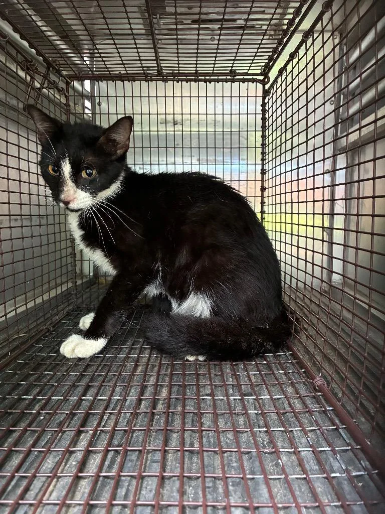 A young small-sized male Domestic Short Hair cat named Nifty for adoption in New Braunfels, TX