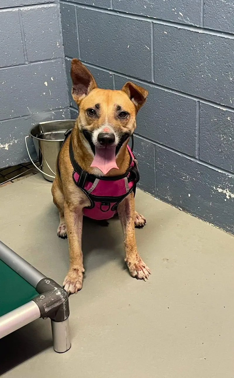 A young medium-sized female German Shepherd Dog dog named June for adoption in Rowlett, TX