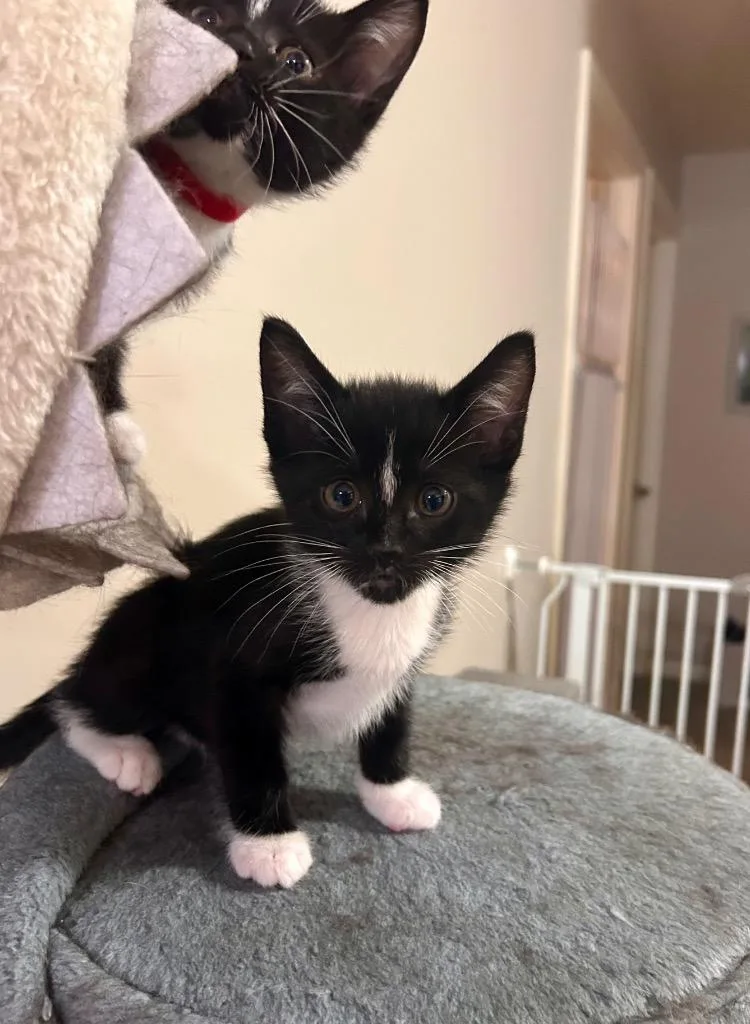 A baby medium-sized male Domestic Short Hair cat named Guillermo for adoption in Minot, ND