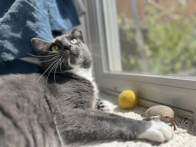 An adult large-sized male Gray & White Domestic Short Hair cat named Vito for adoption in Seattle, WA