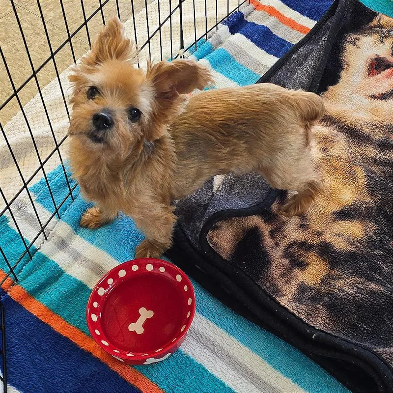 A senior small-sized female Red / Chestnut / Orange Yorkshire Terrier dog named Sabrina for adoption in Milan, IL