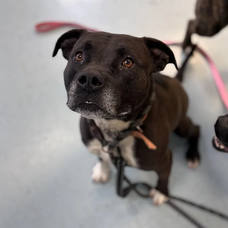An adult large-sized male Black Mixed Breed dog named Astro for adoption in Bardstown, KY
