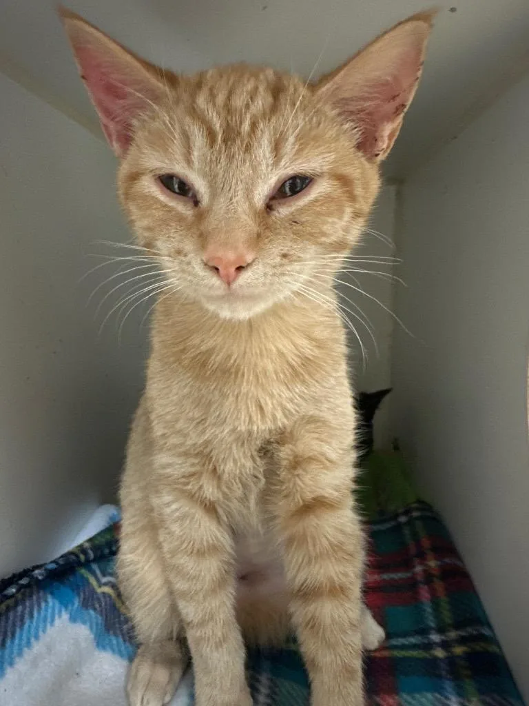 A baby medium-sized female Domestic Short Hair cat named TucsonMango for adoption in Johnson City, TN