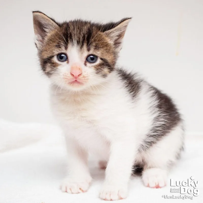 A baby medium-sized male Domestic Short Hair cat named Doctor Who for adoption in Washington, DC