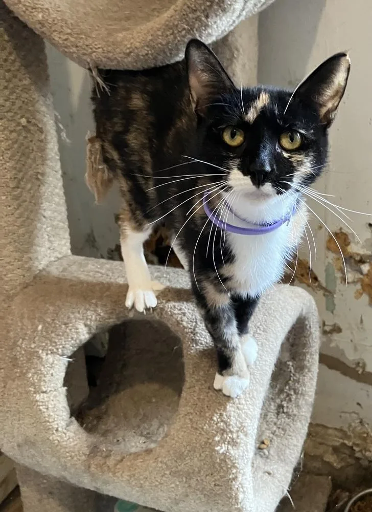 A young medium-sized female Domestic Short Hair cat named Gemini for adoption in New Woodstock, NY