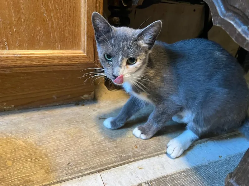 A baby medium-sized female Domestic Short Hair cat named Tempe for adoption in Rice Lake, WI
