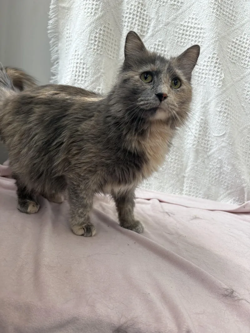 A young medium-sized female Dilute Tortoiseshell Domestic Medium Hair cat named Tori for adoption in Waterloo, IA
