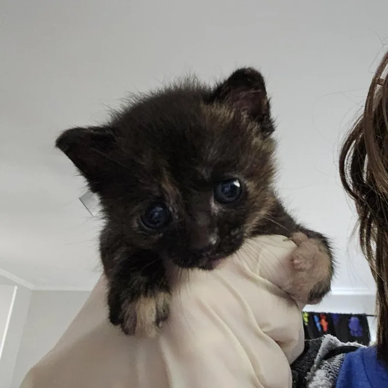 A baby small-sized female Tortoiseshell Domestic Short Hair cat named Vesper for adoption in Little Rock, AR