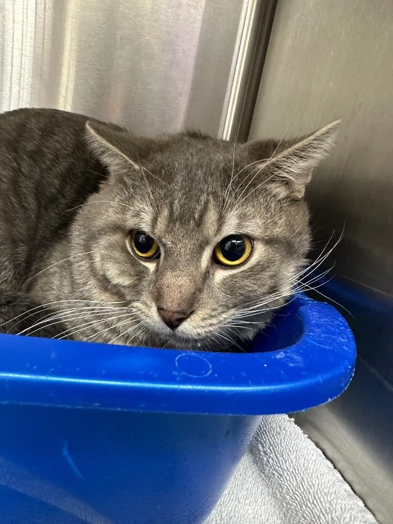 A young medium-sized male Domestic Short Hair cat named Mercury for adoption in Jonesboro, AR