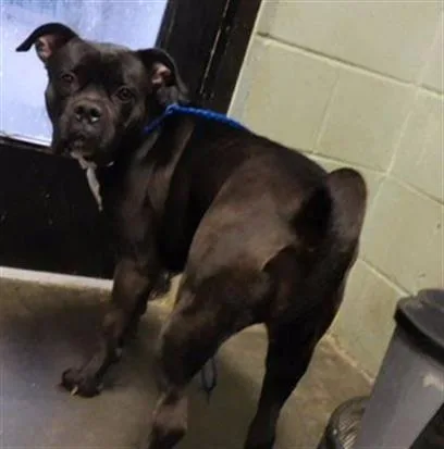 An adult large-sized female American Bulldog dog named Meatball for adoption in Tulsa, OK