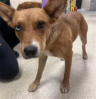 A young medium-sized female Australian Kelpie dog named Pancake for adoption in Riverside, CA