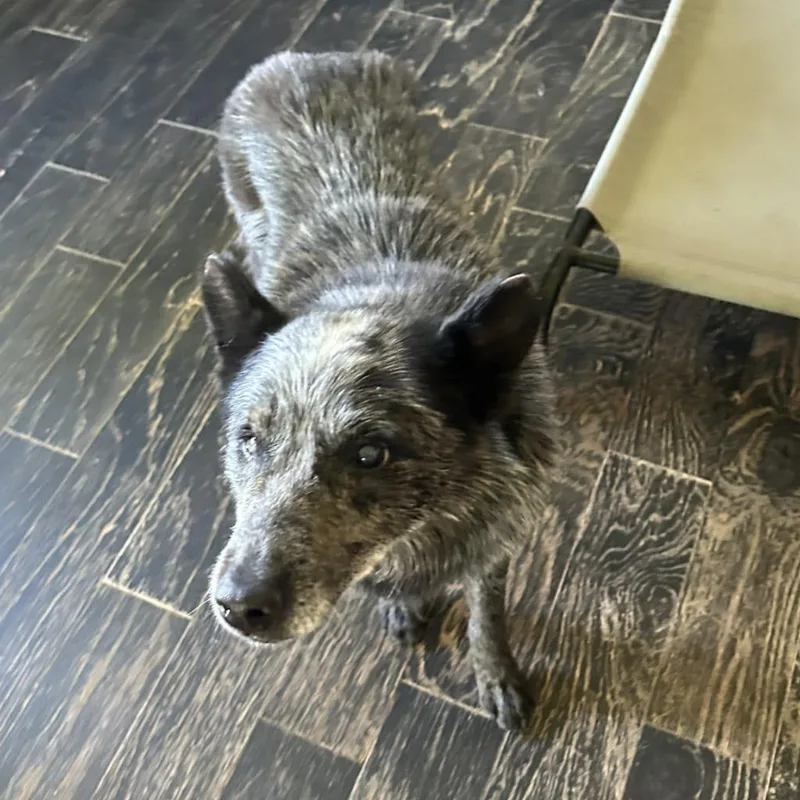 An adult medium-sized male Australian Cattle Dog / Blue Heeler dog named Wink for adoption in Minneapolis, MN