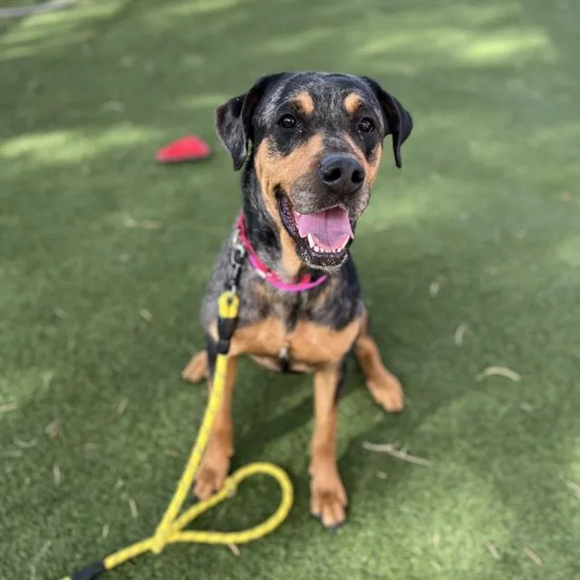 An adult large-sized female Rottweiler dog named Mars for adoption in Las Vegas, NV