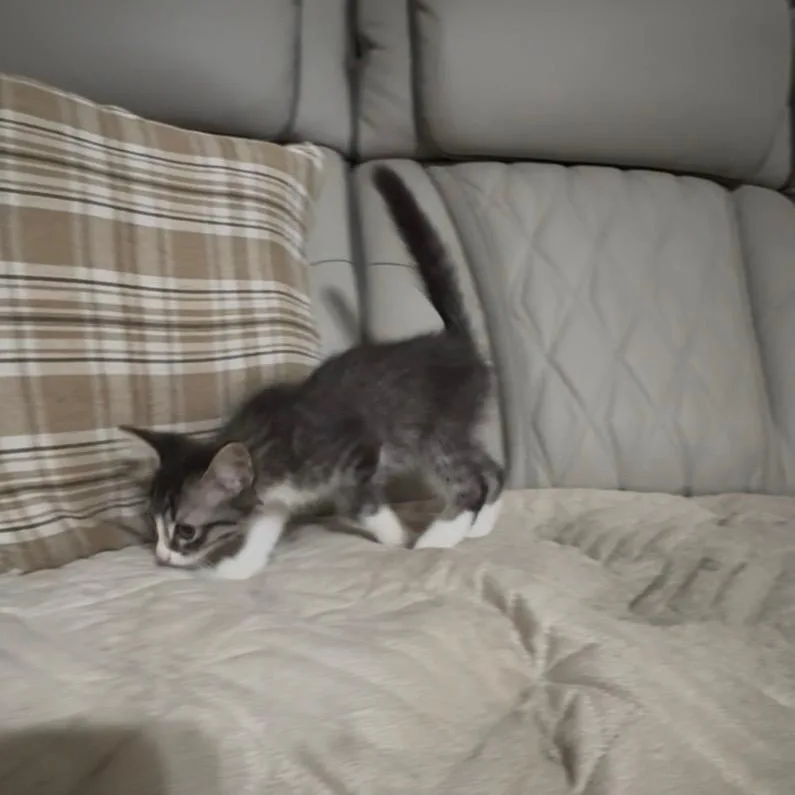 A baby medium-sized male Tabby (Gray / Blue / Silver) Domestic Short Hair cat named Fusilli for adoption in Houston, TX