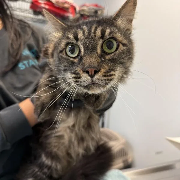 A senior medium-sized male Domestic Short Hair cat named Cassian for adoption in Oceanside, CA