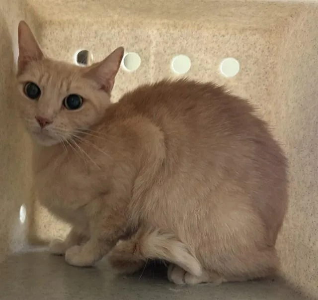 A young small-sized female Domestic Short Hair cat named Nami for adoption in Lancaster, CA