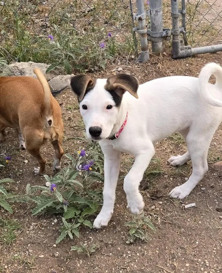 A baby medium-sized female White / Cream Parson Russell Terrier dog named Arwin for adoption in Winsted, CT