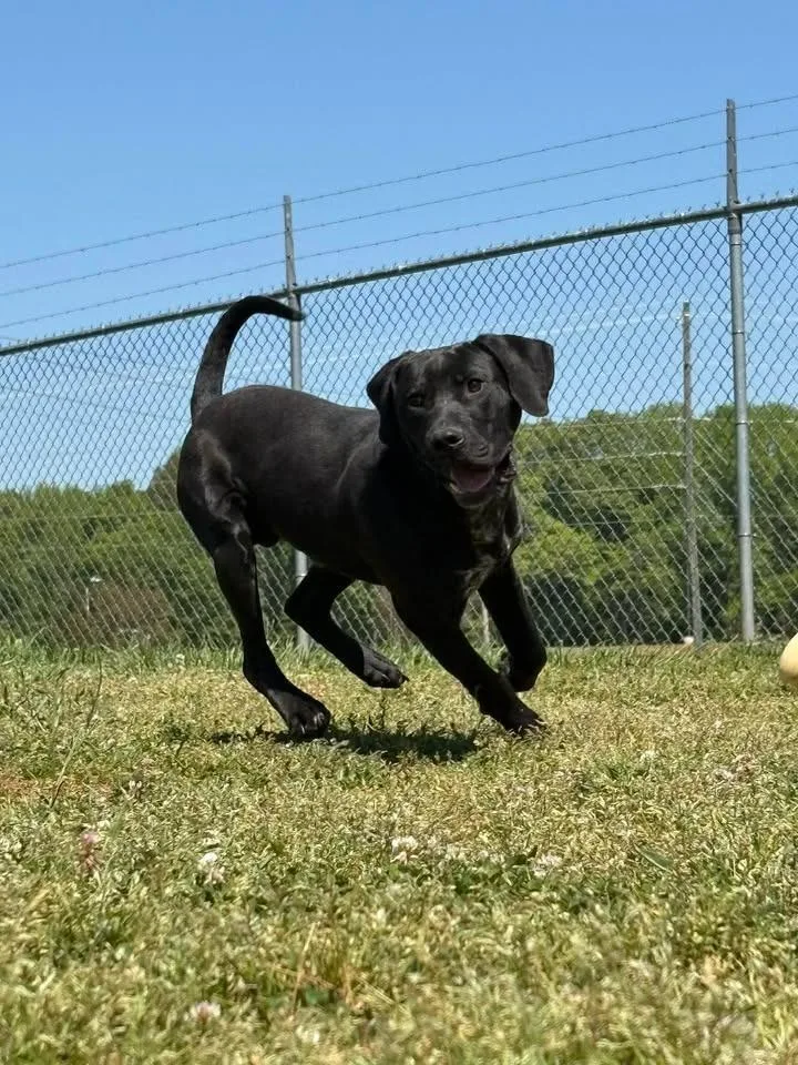 A young large-sized male Labrador Retriever dog named Zorro for adoption in Lavonia, GA