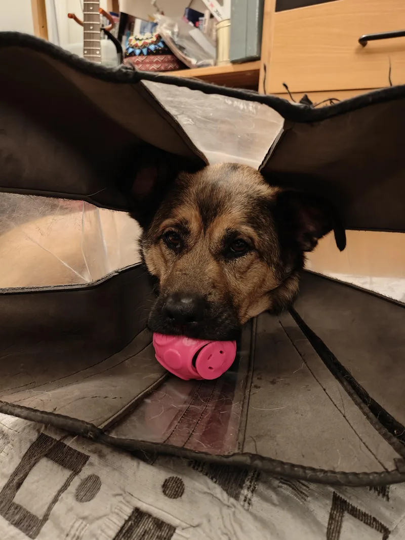 An adult large-sized male German Shepherd Dog dog named Chex for adoption in Vancouver, WA