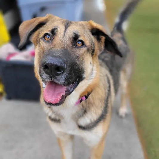 An adult large-sized male Sable German Shepherd Dog dog named Keno D for adoption in Princeton, MN