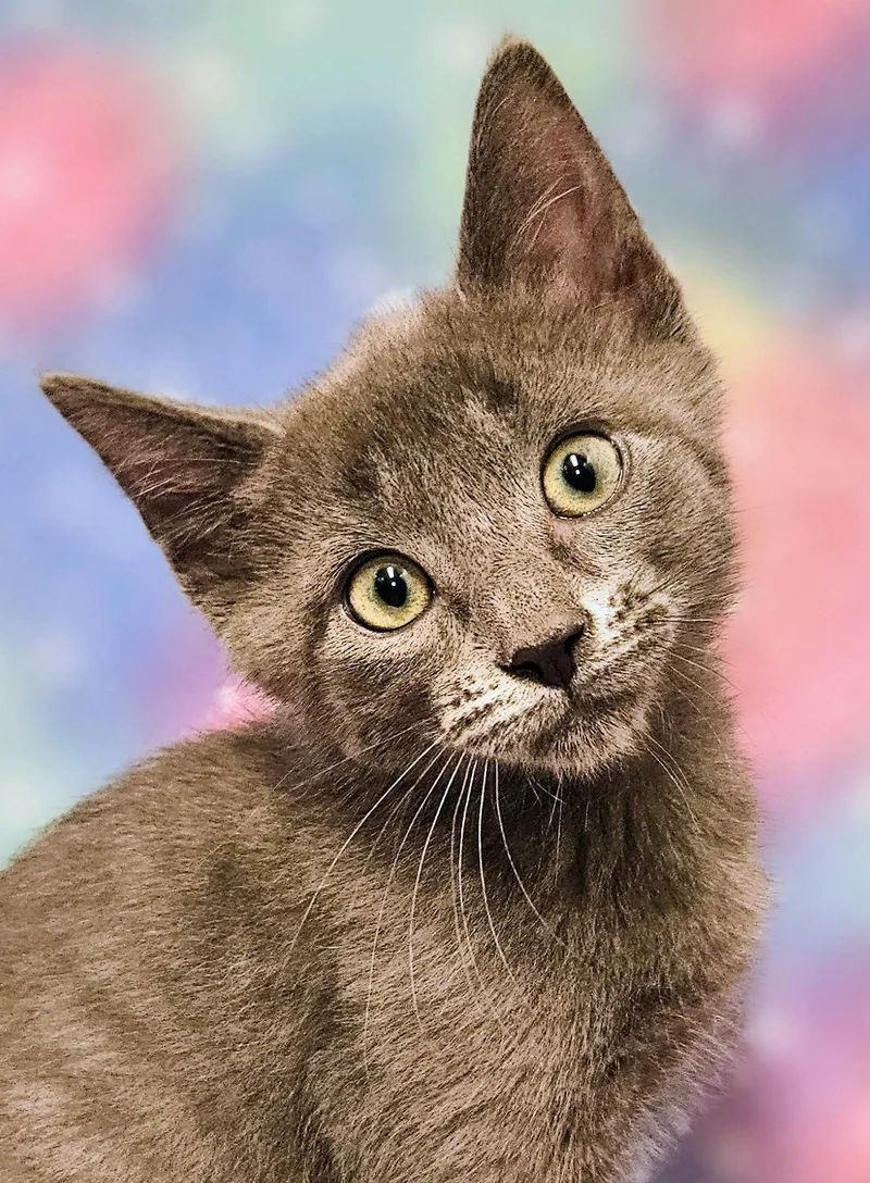 A baby medium-sized male Gray / Blue / Silver Domestic Short Hair cat named Whisper Rancho Cucamonga for adoption in Yorba Linda, CA