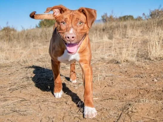 A young medium-sized male Mixed Breed dog named Rhodey for adoption in Santa Fe, NM