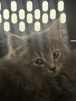 A baby small-sized female Domestic Long Hair cat named Chanel for adoption in West Chester, PA
