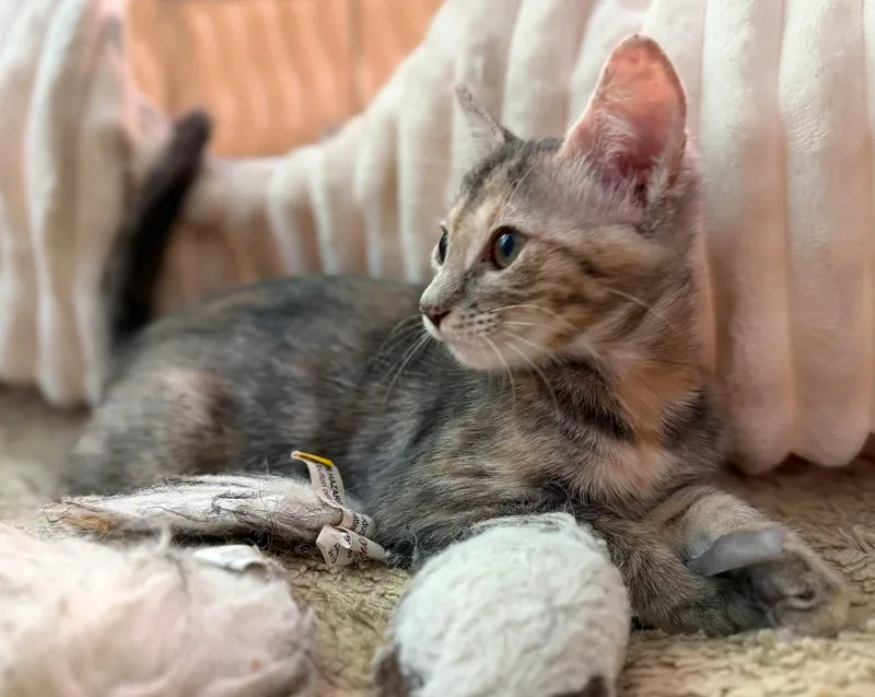 Clementine