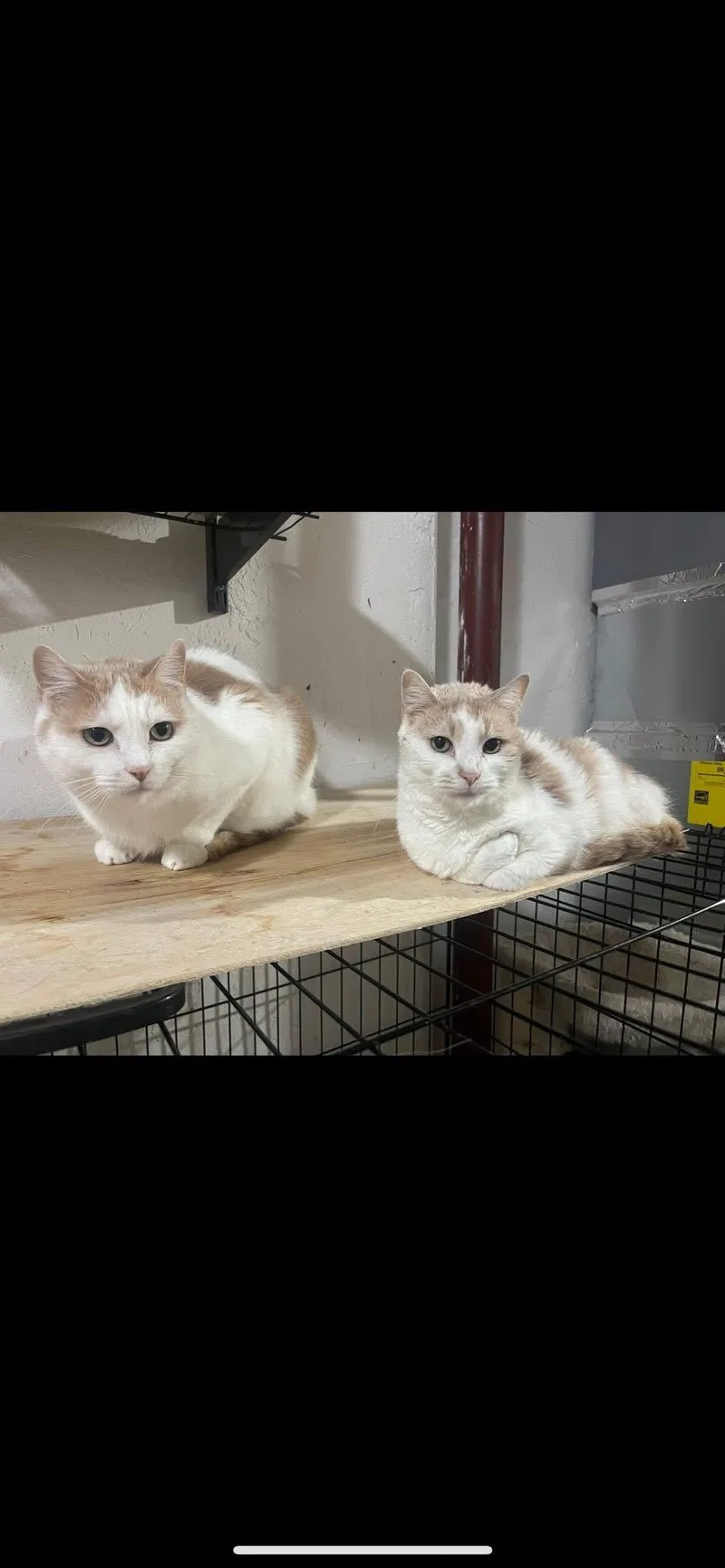 Bridgette thumbnail 2