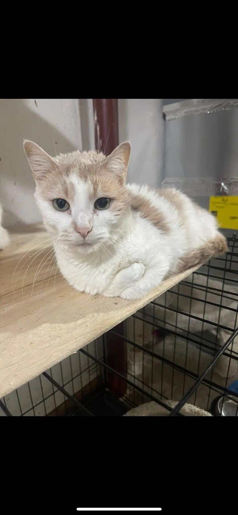 Bridgette thumbnail 4